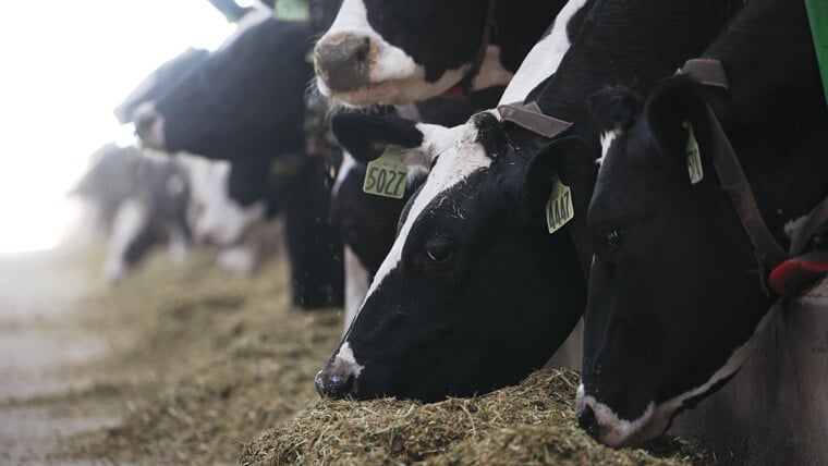 Postma-Dairy-thumbnail_760x428